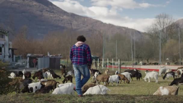 Con Montagne Sullo Sfondo Pastore Veglia Sul Bestiame Video Orizzontale — Video Stock
