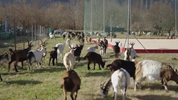 Pecore Andando Dall Altra Parte Francia Video Orizzontale — Video Stock