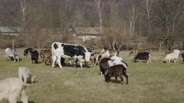 Una Mucca Pascola Accanto Branco Pecore Video Orizzontale — Video Stock