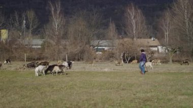 Tarlanın ortasında çobanlarıyla birlikte koyunlar - 4K Yatay video