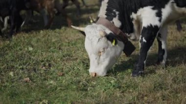 Fransa 'da otlayan bir ineğin yakın çekimi - 4K Yatay video