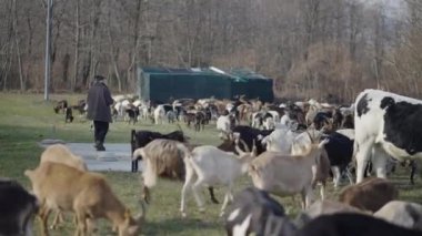 Birkaç koyun bir çoban tarafından yönetiliyor - 4K yatay video