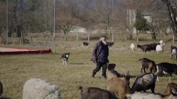 Starszy Pasterz Spaceruje Wśród Swojego Inwentarza Horizontal Video — Wideo stockowe