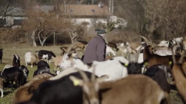 Yaşlı Bir Adam Koyunlarının Arasında Yürüyor Yatay Video — Stok video