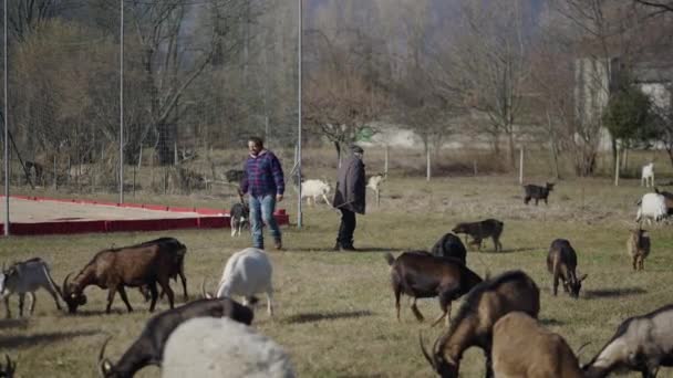 Padre Figlio Camminano Tra Pecore Nei Loro Affari Video Orizzontale — Video Stock