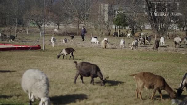 Pasterz Spaceruje Wśród Swojego Bydła Oddali Horizontal Video — Wideo stockowe