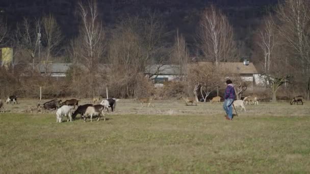 Środku Pola Niektóre Owce Swoim Pasterzem Horizontal Video — Wideo stockowe