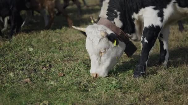 Primer Plano Una Vaca Pastando Francia Horizontal Video — Vídeos de Stock