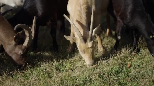 Dos Cabras Con Cuernos Comen Hierba Juntas Horizontal Video — Vídeos de Stock