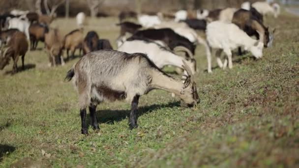 Grupa Owiec Spokojnie Jedzących Trawę Horizontal Video — Wideo stockowe