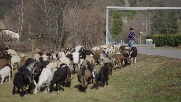 Całe Stado Razem Swoim Pasterzem Horizontal Video — Wideo stockowe