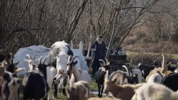 Pasterz Spaceruje Wśród Owiec Krowy Horizontal Video — Wideo stockowe