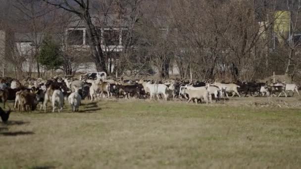 Całe Stado Prowadzi Pasterz Horizontal Video — Wideo stockowe