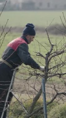 Bir ağacın bazı dalları yaşlı bir adam tarafından budanır - FHD Dikey