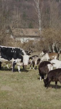 Bir inek koyun sürüsünün yanında otluyor. - FHD dikey video