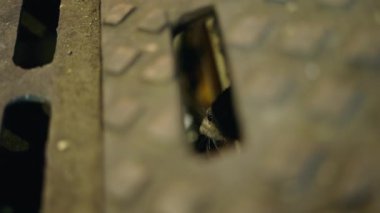 Kanalizasyonda saklanan masum bir sıçan - 4K Yatay video