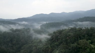 Dağlar ve sis yakınlarındaki sık ormanlarda ağaçların üzerinden yükselen İHA - 4K Yatay Video