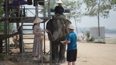 Olgun bir Asyalı turist ve kadın, Vietnam 'da büyük fili, doğanın ortasında, göl kenarında muzla besliyorlar. 4K Yatay video.