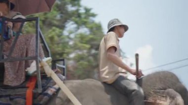 Ağır çekim genç Vietnamlı çıplak ayaklı ve bir filin arkasında duran bir şapka takıyor. Turistlerle yürürken filin hareketlerini yönetiyor. 4K yatay video.