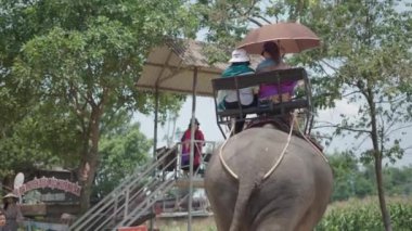 Vietnam 'da filin üstünde yürüyen bir çift turist kız. Rehber fili muzla besliyor. 4K yatay video.