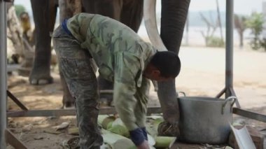 Genç Asyalı Vietnamlı adam filini beslemek için şeker kamışı kesip hazırlıyor - 4K Yatay Video