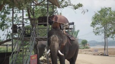 İki Vietnamlı turist, göl kenarında keyifli bir doğa yürüyüşünden sonra Asya filinin sırtından inmeye hazırlanıyor. 4K Yatay Video.