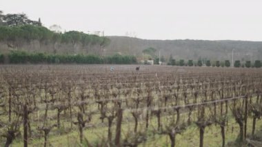 Çiftçiler tarafından budanmadan önce büyük bir Fransız üzüm bağının panoraması - 4K Yatay video