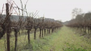 Çiftçiler tarafından koparılmadan önce büyük bir üzüm bağının panoraması - 4K Yatay video