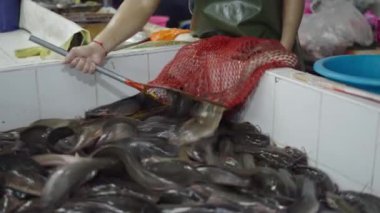 Yavaş çekim balıkçı, canlı balık ağını suyla dolu büyük bir küvete boşaltıyor. 4K yatay video.