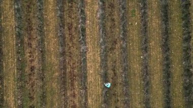 Bir erkek ve bir kadının asmaları elektrikli makasla budadığı üzüm bağının üzerinde uçan bir İHA 'nın panoramik görüntüsü - 4K Yatay Video