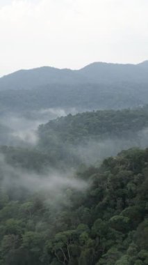 Dağların ve sisin yakınındaki sık ormanda ağaçların üzerinden yükselen İHA - FullHD dikey video