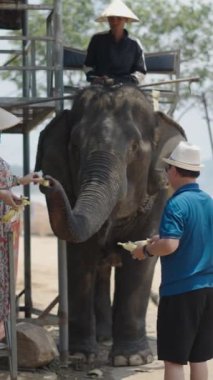 Olgun bir Asyalı turist ve kadın, Vietnam 'da büyük fili, doğanın ortasında, göl kenarında muzla besliyorlar.