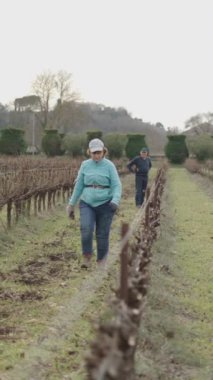 Ağır çekimde, şapkalı ve gözlüklü yaşlı bir kadın elinde budama makası, FullHD dikey video ile üzüm bağında yürüyordu.