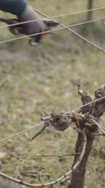 Büyük bir üzüm bağının sarmaşıklarını ve çalıların dallarını eldiven ile budamak - FullHD dikey video