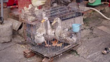 Vietnam 'da Ho Chi Minh City caddesindeki markette kafeslerde ördek ve tavuklar katlediliyor ve satılıyor - 4K Yatay