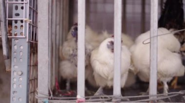 Vietnam 'da Ho Chi Minh City caddesindeki yerel pazarda satılmadan önce büyük metal çubuklu bir kafeste yaşayan yetişkin tavuklar.