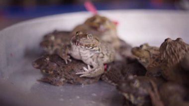 Vietnam 'da Ho Chi Minh City caddesinde yerel bir markette satılacak metal bir konteynırda canlı kurbağalar.