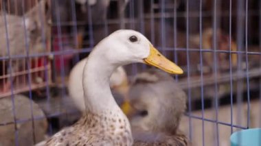 Vietnam 'da Ho Chi Minh City caddesinde yerel bir markette metal bir kafesin içinde hareket eden üç ördeğin kafalarının yakın çekimi - 4K Yatay