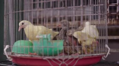 Vietnam 'da Ho Chi Minh City caddesindeki yerel markette satılmadan önce kafeste küçük canlı tavuklar - 4K Yatay