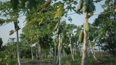 Long Thanh Lakes Vietnam 'ın tepesinde asılı papayalar olan bir ormanda ağaç gövdesi - 4K Yatay