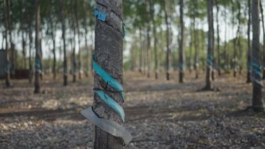 Long Thanh Lakes Vietnam 'da çıkarılmak için hazırlanmış geniş kauçuk ağaçları ormanı - 4K Yatay
