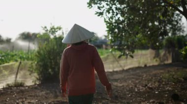 Long Thanh Vietnam 'daki tarlalarda rahatça yürüyen konik şapkalı olgun bir kadının yavaş hareketi - 4K Yatay