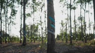 Plastik bantlı plastik ağaç gövdesi Long Thanh Lakes Vietnam 'da kauçuk çıkarma için hazırlandı - 4K Yatay