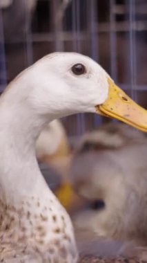 Vietnam 'da Ho Chi Minh City caddesinde yerel bir markette metal bir kafesin içinde hareket eden üç ördeğin kafalarının yakın çekimi