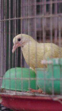 Vietnam 'da Ho Chi Minh City caddesindeki yerel markette satılmadan önce kafeste küçük canlı tavuklar.