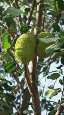 Long Thanh Gölü Vietnam 'da ağaçlardan sarkan büyük meyveli ağaçları görebilirsiniz - FullHD Dikey