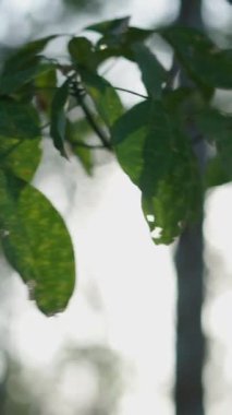 Long Thanh Gölü Vietnam 'da güneşli bir günde, kauçuk ağaç yaprağının yavaş çekimleri arka planda.