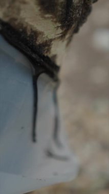 Vietnam 'da bir ormandaki bir ağacın gövdesine bağlanmış plastikten dökülen yakın plan kauçuk.