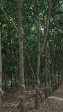 kauçuk ağaç ormanı ve Vietnam 'da gövdeler arasında bir sürü çöp var.