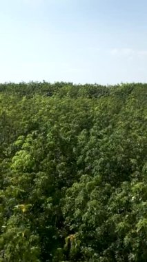 İnsansız hava aracı Vietnam 'da ağaçların olduğu bir ormanın üzerinde yavaşça uçuyor.